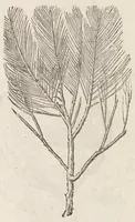 An illustration from Vlyssis Aldrouandi patricii Bononiensis Musaeum metallicum : in libros iiii distributum (1648)