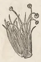 An illustration from Vlyssis Aldrouandi patricii Bononiensis Musaeum metallicum : in libros iiii distributum (1648)