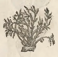 An illustration from Vlyssis Aldrouandi patricii Bononiensis Musaeum metallicum : in libros iiii distributum (1648)
