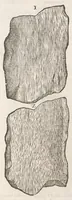 An illustration from Vlyssis Aldrouandi patricii Bononiensis Musaeum metallicum : in libros iiii distributum (1648)