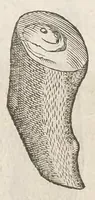 Picture 43 of 43 from Vlyssis Aldrouandi patricii Bononiensis Musaeum metallicum : in libros iiii distributum (1648), leaf 874
