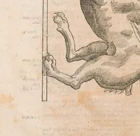 An illustration from Vlyssis Aldrouandi patricii Bononiensis Monstrorum historia : cum Paralipomenis historiae omnium animalium (1642)