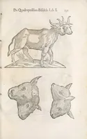 An illustration from Vlyssis Aldrouandi patricii Bononiensis Quadrupedum omniu[m] bisulcoru[m] historia (1621)