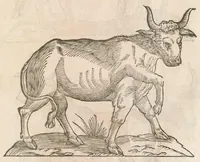 An illustration from Vlyssis Aldrouandi patricii Bononiensis Quadrupedum omniu[m] bisulcoru[m] historia (1621)