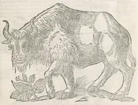 An illustration from Vlyssis Aldrouandi patricii Bononiensis Quadrupedum omniu[m] bisulcoru[m] historia (1621)