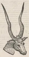 Picture 5 of 6 from Vlyssis Aldrouandi patricii Bononiensis Quadrupedum omniu[m] bisulcoru[m] historia (1621), leaf 758