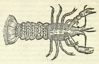 An illustration from Vlyssis Aldrouandi philosophi, et medici Bononiensis De reliquis animalibus exanguibus libri quatuor : post mortem eius editi : nempe de mollibus, crustaceis, testaceis, et zoophytis (1606)