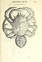 Picture 7 of 73 from Vlyssis Aldrouandi philosophi, et medici Bononiensis De reliquis animalibus exanguibus libri quatuor : post mortem eius editi : nempe de mollibus, crustaceis, testaceis, et zoophytis (1606), leaf 197