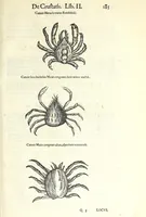 An illustration from Vlyssis Aldrouandi philosophi, et medici Bononiensis De reliquis animalibus exanguibus libri quatuor : post mortem eius editi : nempe de mollibus, crustaceis, testaceis, et zoophytis (1606)