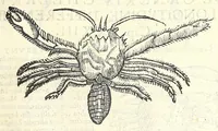 An illustration from Vlyssis Aldrouandi philosophi, et medici Bononiensis De reliquis animalibus exanguibus libri quatuor : post mortem eius editi : nempe de mollibus, crustaceis, testaceis, et zoophytis (1606)