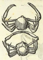 Picture 12 of 73 from Vlyssis Aldrouandi philosophi, et medici Bononiensis De reliquis animalibus exanguibus libri quatuor : post mortem eius editi : nempe de mollibus, crustaceis, testaceis, et zoophytis (1606), leaf 216