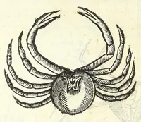 Picture 14 of 73 from Vlyssis Aldrouandi philosophi, et medici Bononiensis De reliquis animalibus exanguibus libri quatuor : post mortem eius editi : nempe de mollibus, crustaceis, testaceis, et zoophytis (1606), leaf 216