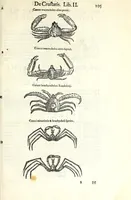 An illustration from Vlyssis Aldrouandi philosophi, et medici Bononiensis De reliquis animalibus exanguibus libri quatuor : post mortem eius editi : nempe de mollibus, crustaceis, testaceis, et zoophytis (1606)