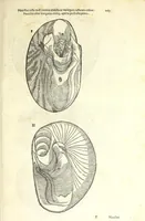 An illustration from Vlyssis Aldrouandi philosophi, et medici Bononiensis De reliquis animalibus exanguibus libri quatuor : post mortem eius editi : nempe de mollibus, crustaceis, testaceis, et zoophytis (1606)