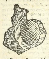 Picture 19 of 73 from Vlyssis Aldrouandi philosophi, et medici Bononiensis De reliquis animalibus exanguibus libri quatuor : post mortem eius editi : nempe de mollibus, crustaceis, testaceis, et zoophytis (1606), leaf 299