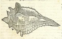 Picture 20 of 73 from Vlyssis Aldrouandi philosophi, et medici Bononiensis De reliquis animalibus exanguibus libri quatuor : post mortem eius editi : nempe de mollibus, crustaceis, testaceis, et zoophytis (1606), leaf 299