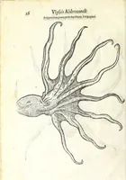 An illustration from Vlyssis Aldrouandi philosophi, et medici Bononiensis De reliquis animalibus exanguibus libri quatuor : post mortem eius editi : nempe de mollibus, crustaceis, testaceis, et zoophytis (1606)