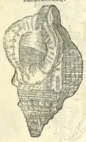 Picture 21 of 73 from Vlyssis Aldrouandi philosophi, et medici Bononiensis De reliquis animalibus exanguibus libri quatuor : post mortem eius editi : nempe de mollibus, crustaceis, testaceis, et zoophytis (1606), leaf 339