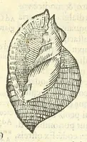Picture 22 of 73 from Vlyssis Aldrouandi philosophi, et medici Bononiensis De reliquis animalibus exanguibus libri quatuor : post mortem eius editi : nempe de mollibus, crustaceis, testaceis, et zoophytis (1606), leaf 344