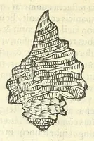 Picture 23 of 73 from Vlyssis Aldrouandi philosophi, et medici Bononiensis De reliquis animalibus exanguibus libri quatuor : post mortem eius editi : nempe de mollibus, crustaceis, testaceis, et zoophytis (1606), leaf 344