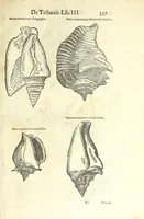 Picture 25 of 73 from Vlyssis Aldrouandi philosophi, et medici Bononiensis De reliquis animalibus exanguibus libri quatuor : post mortem eius editi : nempe de mollibus, crustaceis, testaceis, et zoophytis (1606), leaf 351
