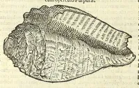 An illustration from Vlyssis Aldrouandi philosophi, et medici Bononiensis De reliquis animalibus exanguibus libri quatuor : post mortem eius editi : nempe de mollibus, crustaceis, testaceis, et zoophytis (1606)
