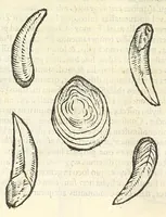 Picture 27 of 73 from Vlyssis Aldrouandi philosophi, et medici Bononiensis De reliquis animalibus exanguibus libri quatuor : post mortem eius editi : nempe de mollibus, crustaceis, testaceis, et zoophytis (1606), leaf 360