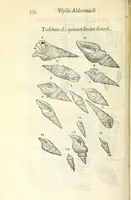Picture 29 of 73 from Vlyssis Aldrouandi philosophi, et medici Bononiensis De reliquis animalibus exanguibus libri quatuor : post mortem eius editi : nempe de mollibus, crustaceis, testaceis, et zoophytis (1606), leaf 368