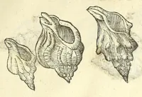Picture 30 of 73 from Vlyssis Aldrouandi philosophi, et medici Bononiensis De reliquis animalibus exanguibus libri quatuor : post mortem eius editi : nempe de mollibus, crustaceis, testaceis, et zoophytis (1606), leaf 371