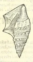 Picture 31 of 73 from Vlyssis Aldrouandi philosophi, et medici Bononiensis De reliquis animalibus exanguibus libri quatuor : post mortem eius editi : nempe de mollibus, crustaceis, testaceis, et zoophytis (1606), leaf 371