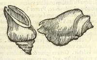An illustration from Vlyssis Aldrouandi philosophi, et medici Bononiensis De reliquis animalibus exanguibus libri quatuor : post mortem eius editi : nempe de mollibus, crustaceis, testaceis, et zoophytis (1606)