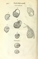 An illustration from Vlyssis Aldrouandi philosophi, et medici Bononiensis De reliquis animalibus exanguibus libri quatuor : post mortem eius editi : nempe de mollibus, crustaceis, testaceis, et zoophytis (1606)
