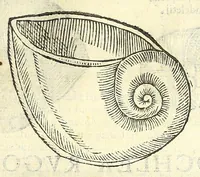 Picture 35 of 73 from Vlyssis Aldrouandi philosophi, et medici Bononiensis De reliquis animalibus exanguibus libri quatuor : post mortem eius editi : nempe de mollibus, crustaceis, testaceis, et zoophytis (1606), leaf 409