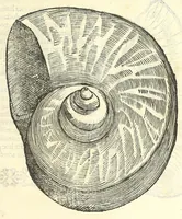 Picture 36 of 73 from Vlyssis Aldrouandi philosophi, et medici Bononiensis De reliquis animalibus exanguibus libri quatuor : post mortem eius editi : nempe de mollibus, crustaceis, testaceis, et zoophytis (1606), leaf 409