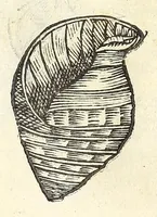 An illustration from Vlyssis Aldrouandi philosophi, et medici Bononiensis De reliquis animalibus exanguibus libri quatuor : post mortem eius editi : nempe de mollibus, crustaceis, testaceis, et zoophytis (1606)