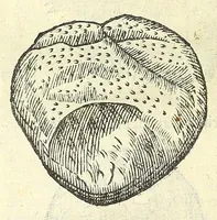 Picture 38 of 73 from Vlyssis Aldrouandi philosophi, et medici Bononiensis De reliquis animalibus exanguibus libri quatuor : post mortem eius editi : nempe de mollibus, crustaceis, testaceis, et zoophytis (1606), leaf 418