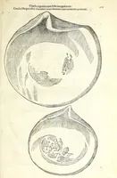 An illustration from Vlyssis Aldrouandi philosophi, et medici Bononiensis De reliquis animalibus exanguibus libri quatuor : post mortem eius editi : nempe de mollibus, crustaceis, testaceis, et zoophytis (1606)