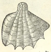Picture 42 of 73 from Vlyssis Aldrouandi philosophi, et medici Bononiensis De reliquis animalibus exanguibus libri quatuor : post mortem eius editi : nempe de mollibus, crustaceis, testaceis, et zoophytis (1606), leaf 461