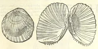 Picture 43 of 73 from Vlyssis Aldrouandi philosophi, et medici Bononiensis De reliquis animalibus exanguibus libri quatuor : post mortem eius editi : nempe de mollibus, crustaceis, testaceis, et zoophytis (1606), leaf 465