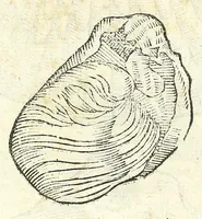 Picture 45 of 73 from Vlyssis Aldrouandi philosophi, et medici Bononiensis De reliquis animalibus exanguibus libri quatuor : post mortem eius editi : nempe de mollibus, crustaceis, testaceis, et zoophytis (1606), leaf 472