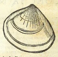 Picture 46 of 73 from Vlyssis Aldrouandi philosophi, et medici Bononiensis De reliquis animalibus exanguibus libri quatuor : post mortem eius editi : nempe de mollibus, crustaceis, testaceis, et zoophytis (1606), leaf 476
