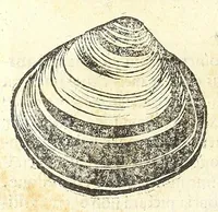 Picture 47 of 73 from Vlyssis Aldrouandi philosophi, et medici Bononiensis De reliquis animalibus exanguibus libri quatuor : post mortem eius editi : nempe de mollibus, crustaceis, testaceis, et zoophytis (1606), leaf 476