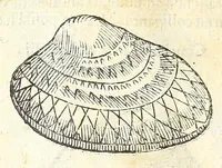 An illustration from Vlyssis Aldrouandi philosophi, et medici Bononiensis De reliquis animalibus exanguibus libri quatuor : post mortem eius editi : nempe de mollibus, crustaceis, testaceis, et zoophytis (1606)