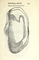 An illustration from Vlyssis Aldrouandi philosophi, et medici Bononiensis De reliquis animalibus exanguibus libri quatuor : post mortem eius editi : nempe de mollibus, crustaceis, testaceis, et zoophytis (1606)