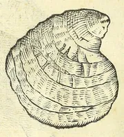 Picture 51 of 73 from Vlyssis Aldrouandi philosophi, et medici Bononiensis De reliquis animalibus exanguibus libri quatuor : post mortem eius editi : nempe de mollibus, crustaceis, testaceis, et zoophytis (1606), leaf 496
