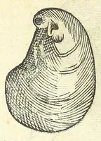 Picture 52 of 73 from Vlyssis Aldrouandi philosophi, et medici Bononiensis De reliquis animalibus exanguibus libri quatuor : post mortem eius editi : nempe de mollibus, crustaceis, testaceis, et zoophytis (1606), leaf 496