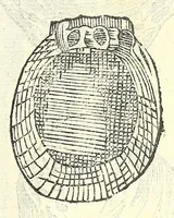 Picture 54 of 73 from Vlyssis Aldrouandi philosophi, et medici Bononiensis De reliquis animalibus exanguibus libri quatuor : post mortem eius editi : nempe de mollibus, crustaceis, testaceis, et zoophytis (1606), leaf 507