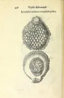Picture 55 of 73 from Vlyssis Aldrouandi philosophi, et medici Bononiensis De reliquis animalibus exanguibus libri quatuor : post mortem eius editi : nempe de mollibus, crustaceis, testaceis, et zoophytis (1606), leaf 510