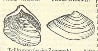 Picture 57 of 73 from Vlyssis Aldrouandi philosophi, et medici Bononiensis De reliquis animalibus exanguibus libri quatuor : post mortem eius editi : nempe de mollibus, crustaceis, testaceis, et zoophytis (1606), leaf 532