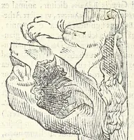 Picture 58 of 73 from Vlyssis Aldrouandi philosophi, et medici Bononiensis De reliquis animalibus exanguibus libri quatuor : post mortem eius editi : nempe de mollibus, crustaceis, testaceis, et zoophytis (1606), leaf 536